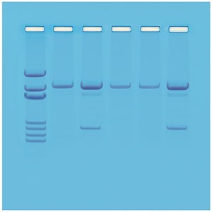 Detection of Genetically Modified Organisms